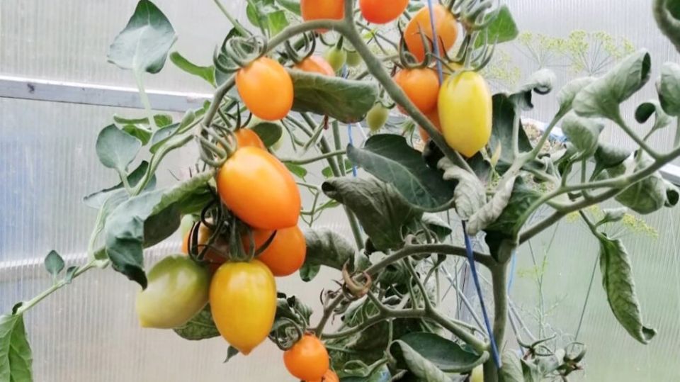 Урожайные сорта томатов, которые легко выращивать