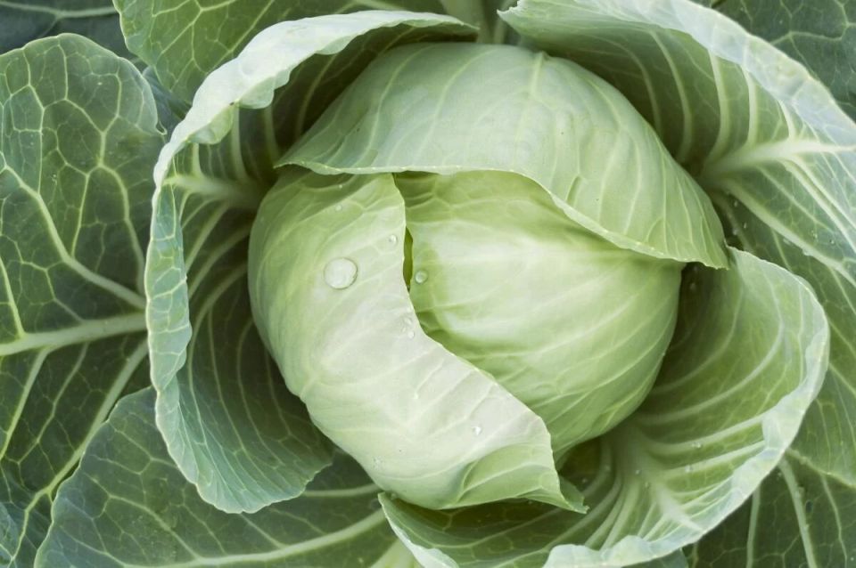 Как правильно подкормить позднюю капусту для шикарного урожая