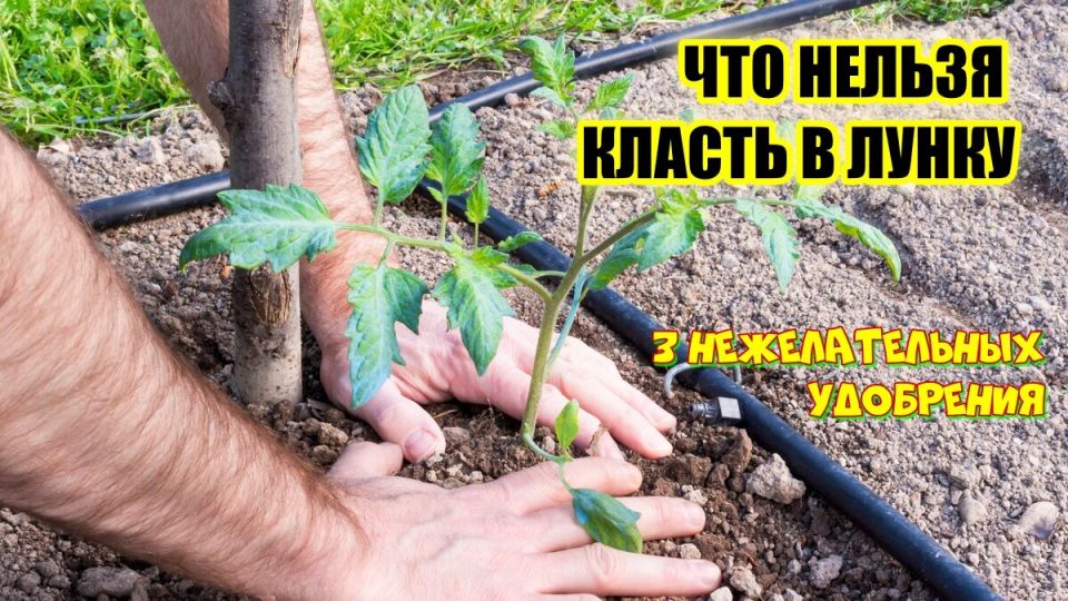 ����������� ���������� ��������: ���� ������ ��������� ��� ������� �������