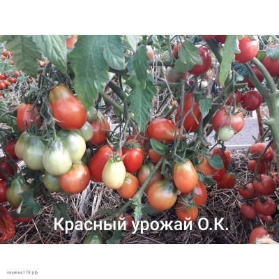 Томат красный урожай: ваш надежный партнер для обильного сбора