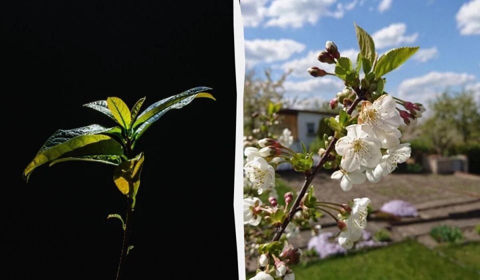 Как деревья могут защитить ваш участок от сглаза